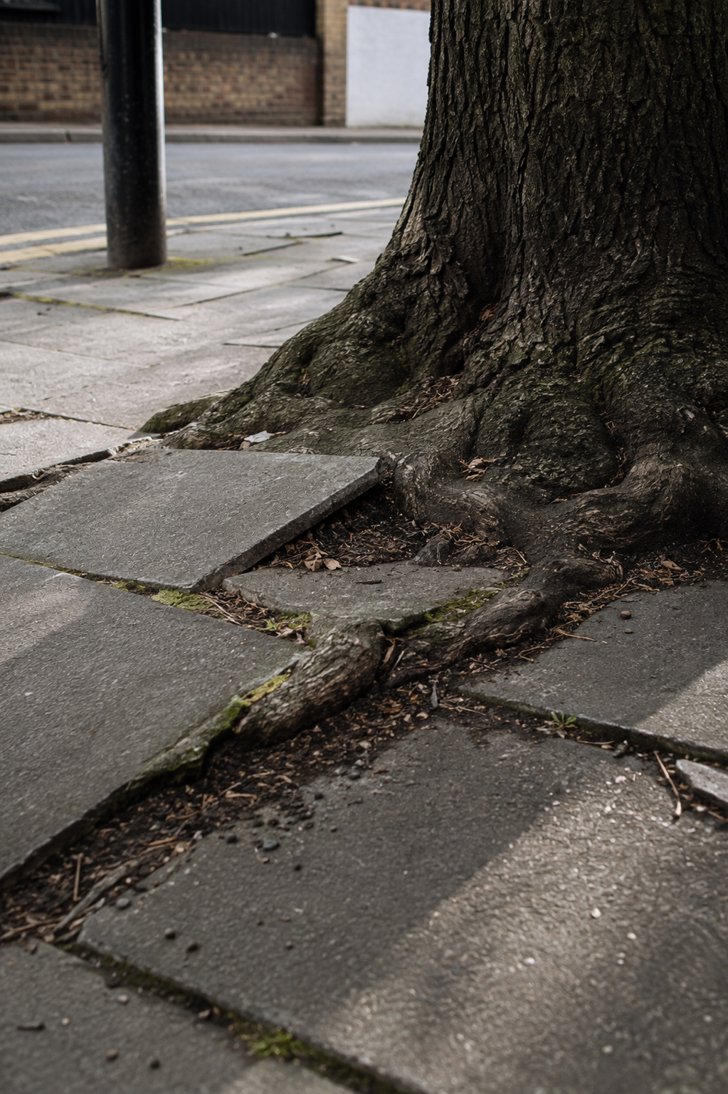 Close-up of a tree trunk and root system growing through concrete sidewalk paving stones on a city street.